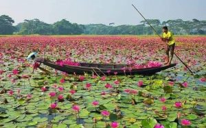 ঢাকার পাশেই লাল শাপলার রাজ্য